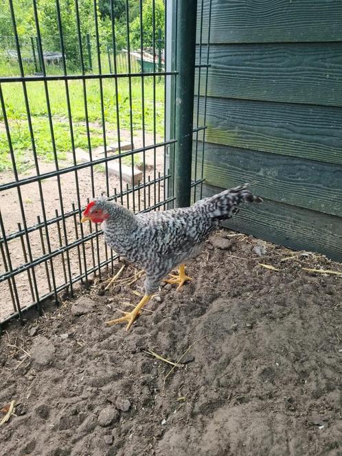 3 jonge hanen, Dieren en Toebehoren, Pluimvee, Kip, Mannelijk