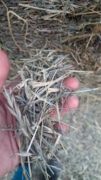 GEZOCHT fijn hooi, Dieren en Toebehoren, Ophalen of Verzenden, Vee