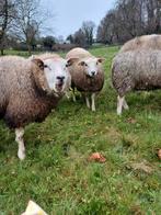 Grasland gezocht, Dieren en Toebehoren, Vrouwelijk, Schaap