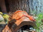 Rattenslang met of zonder terrarium, Slang, Met terrarium, 0 tot 2 jaar