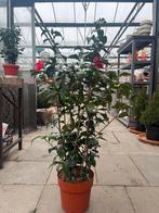Camellia japonica 'Mary Williams' - Prachtige bloeier!, Ophalen of Verzenden, Overige soorten, Struik, Minder dan 100 cm