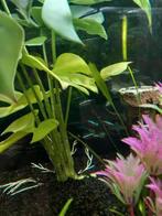 kardinaal tetra's, Dieren en Toebehoren, Vissen | Aquariumvissen, Vis