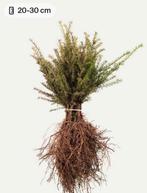 Taxus Baccata, Ophalen of Verzenden, Bloeit niet, Overige soorten, Volle zon