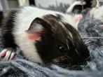 1 beertje (zeugje verkocht), 8-8-25, Dieren en Toebehoren, Knaagdieren, Cavia, Augustus, Meerdere dieren, Tam