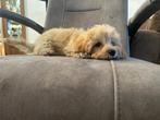 Nog 2 speelse havapoo pups 1 teefje en 1 reutjes, CDV (hondenziekte), Overige rassen, 8 tot 15 weken, Meerdere