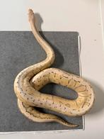 0.1 lemonblast pastel pinstripe 100% het desert ghost python, Dieren en Toebehoren, Reptielen en Amfibieën, Slang, 0 tot 2 jaar