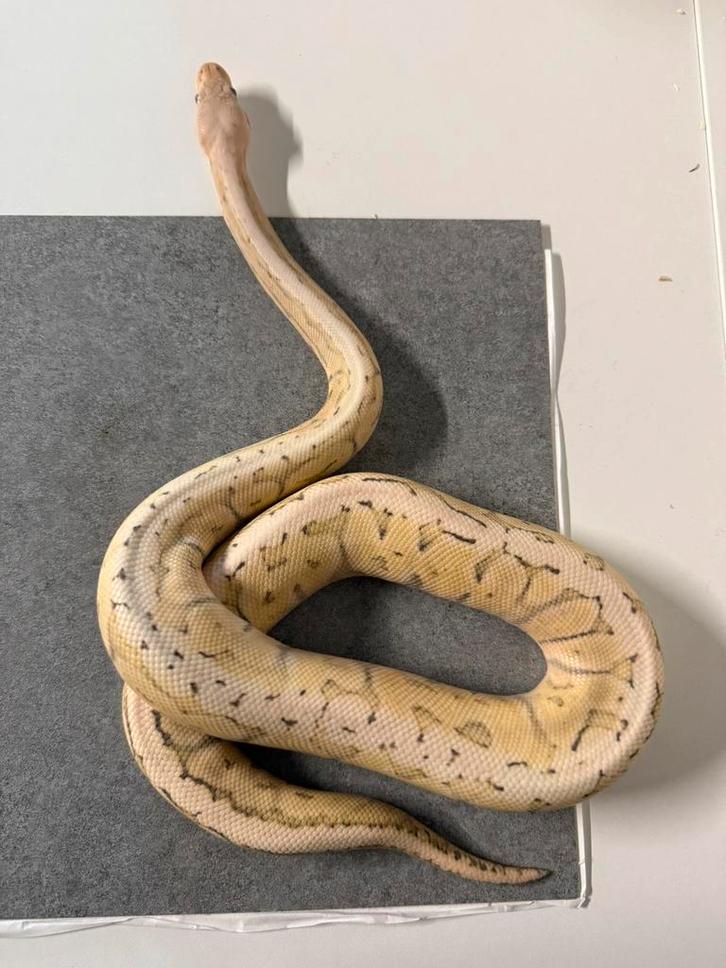 0.1 lemonblast pastel pinstripe 100% het desert ghost python