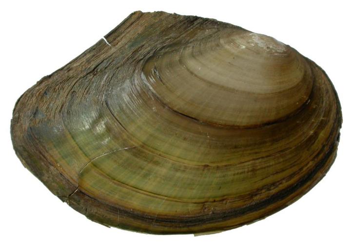 vijvermossel, waterfilter, Dieren en Toebehoren, Vissen | Vijvervissen, Overige soorten