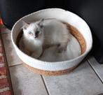 Ragdoll kitten zoekt  lief baasje., Meerdere dieren, Ontwormd