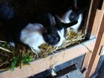 hollander konijntjes, Dieren en Toebehoren, Konijnen, Meerdere dieren, Klein, 0 tot 2 jaar