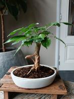Radermachera Bonsai, Bloeit niet, Halfschaduw, Minder dan 100 cm, Overige soorten