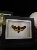 Doodshoofdvlinder (Acherontia atropos) in lijst, Verzenden, Zo goed als nieuw, Insect, Opgezet dier