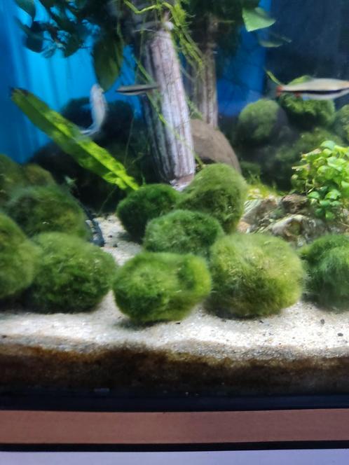 Mos bollen, Dieren en Toebehoren, Vissen | Aquaria en Toebehoren, Nieuw, Plant(en), Steen of Hout, Ophalen