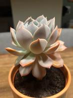 Multiple cute plants including pots for sale, Huis en Inrichting, Ophalen, Overige soorten, Halfschaduw, In pot