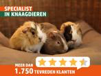 Cavia zeugjes | Gezonde dieren | Jonge cavia's, Dieren en Toebehoren, Knaagdieren, Cavia, Vrouwelijk, Tam, Oktober