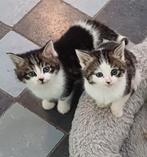 Lieve half (langharige) Siberische/ Britse korthaar kittens, Dieren en Toebehoren, Katten en Kittens | Overige Katten, Meerdere dieren