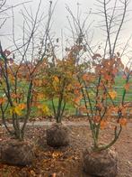 Parrotia persica meerstammig, Perzisch ijzerhout, zeer mooi!, Tuin en Terras, Planten | Bomen, Ophalen, Winter, Halfschaduw, Overige soorten