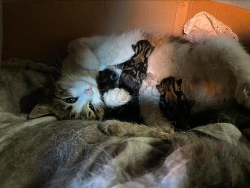 5 mooie boerderij kittens, Dieren en Toebehoren, Katten en Kittens | Overige Katten, Geslacht onbekend, 3 tot 5 jaar