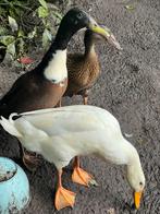 3 tamme loopeendjes, Meerdere dieren, Eend