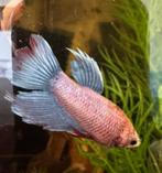 Betta Splendens Kempis Man, Dieren en Toebehoren, Vis