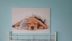 Slapende hond en kat schilderij canvas., Schilderij, Zo goed als nieuw, Ophalen