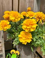 Afrikaantjes geel zaden, Ophalen of Verzenden, Voorjaar, Volle zon, Zaad