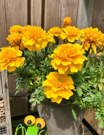 Afrikaantjes geel zaden beschikbaar voor biedingen