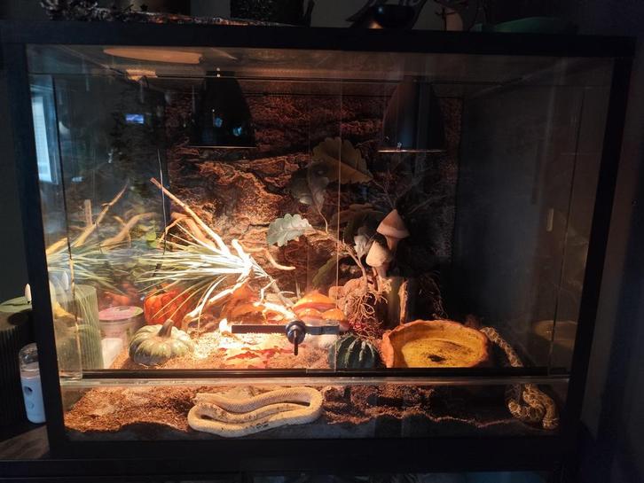 2 x heterdon nasicus haakneus slang met terrarium, Dieren en Toebehoren, Reptielen en Amfibieën | Toebehoren, Zo goed als nieuw