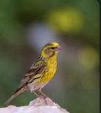 Gezocht Europese kanaries, Meerdere dieren, Kleurkanarie