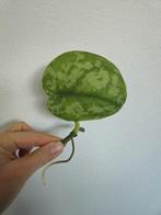 Scindapsus en Epipremnum Aureum stekjes., Huis en Inrichting, Kamerplanten, Ophalen of Verzenden, Halfschaduw, Minder dan 100 cm