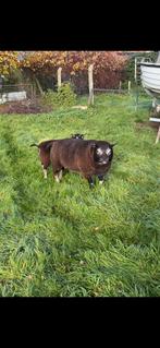 Mooie stamboek Dassenkop dekram, Dieren en Toebehoren, Mannelijk, Schaap