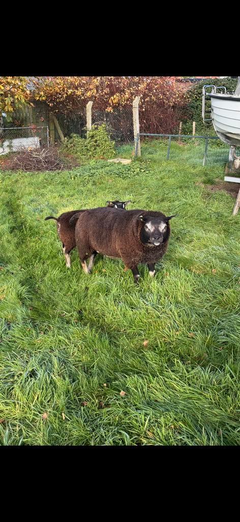 Mooie stamboek Dassenkop dekram, Dieren en Toebehoren, Schapen, Geiten en Varkens, Schaap, Mannelijk