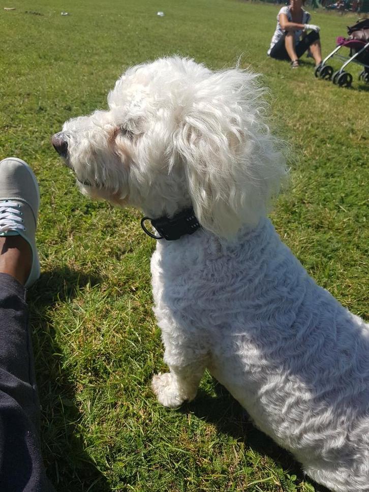 Maltese terrier rehome, Dieren en Toebehoren, Honden | Jack Russells en Terriërs, Reu, Particulier, Eén hond, Nederland, 6 jaar of ouder