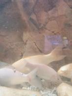 Koi karpers, Dieren en Toebehoren, Vissen | Vijvervissen, Karper of Koi