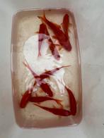 Goudvissen, Dieren en Toebehoren, Goudvis(sen)