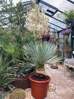 Yucca Rostrata winterharde palmlelie, Tuin en Terras, Planten | Bomen, 100 tot 250 cm, Zomer, Palmboom, Ophalen
