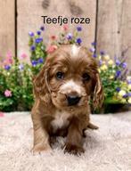 Engelse cockerspaniel pups, 8 tot 15 weken, Meerdere, Meerdere dieren, Spaniël