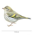 Gezocht Europese sijs pop en kleine barmsijs pop, Dieren en Toebehoren, Vrouwelijk, Wildzangvogel, Geringd
