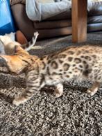 100% raszuivere bengaal kittens zoeken een huisje!, Dieren en Toebehoren, Katten en Kittens | Raskatten | Korthaar, Meerdere dieren