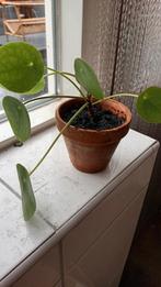 Pannenkoekplant, Huis en Inrichting, Kamerplanten, Ophalen, Vetplant, Halfschaduw, In pot