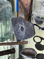 Bodemvondst leiplaatje met fossiel, Verzamelen, Mineralen en Fossielen, Ophalen of Verzenden, Fossiel