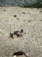 Anatome Helena slakken, slak etende slak, Dieren en Toebehoren, Vissen | Aquariumvissen, Slak of Weekdier