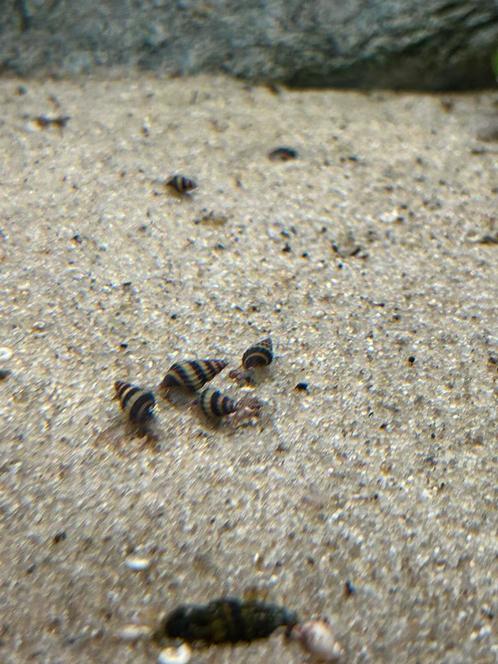 Anatome Helena slakken, slak etende slak, Dieren en Toebehoren, Vissen | Aquariumvissen, Slak of Weekdier