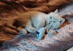 brit britse korthaar kittens, Dieren en Toebehoren, Katten en Kittens | Raskatten | Korthaar, Meerdere dieren, Ontwormd, 0 tot 2 jaar