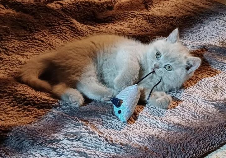 brit britse korthaar kittens, Dieren en Toebehoren, Katten en Kittens | Raskatten | Korthaar, Meerdere dieren, 0 tot 2 jaar, Ontwormd
