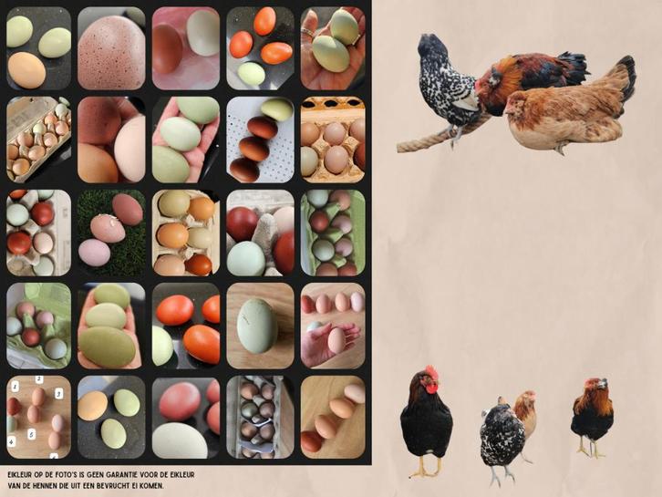 Broedeieren gemengde toom kleurlegger mix, biologisch, tam, Dieren en Toebehoren, Pluimvee, Kip, Geslacht onbekend