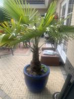 Trachy fortunei en Trachy wagnerianus palmboom palmbomen, Tuin en Terras, Planten | Bomen, Lente, 100 tot 250 cm, Palmboom, Ophalen