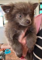 Super leuke fluffy lavendel/lilac pup, Dieren en Toebehoren, Overige rassen, 8 tot 15 weken, CDV (hondenziekte), Meerdere