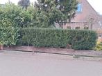 Gratis taxushaag, Tuin en Terras, Ophalen, Minder dan 100 cm