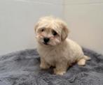 Maltipoo puppy, Dieren en Toebehoren, Honden | Niet-rashonden, Parvo, Reu, 8 tot 15 weken, Eén hond